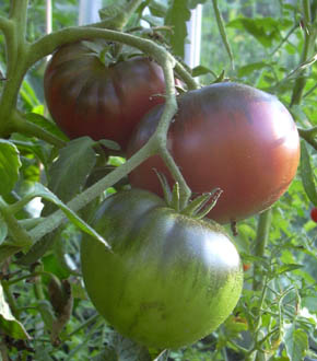 Tomat Black Krim