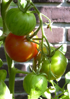 Tomat Tigerella