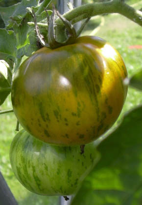 Tomat Green Bell Peber