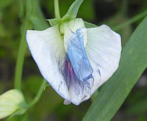 Lathyrus blomst
