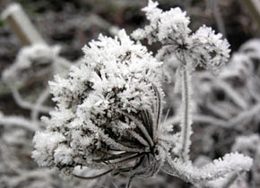 Gulerodsskrm i rimfrost.