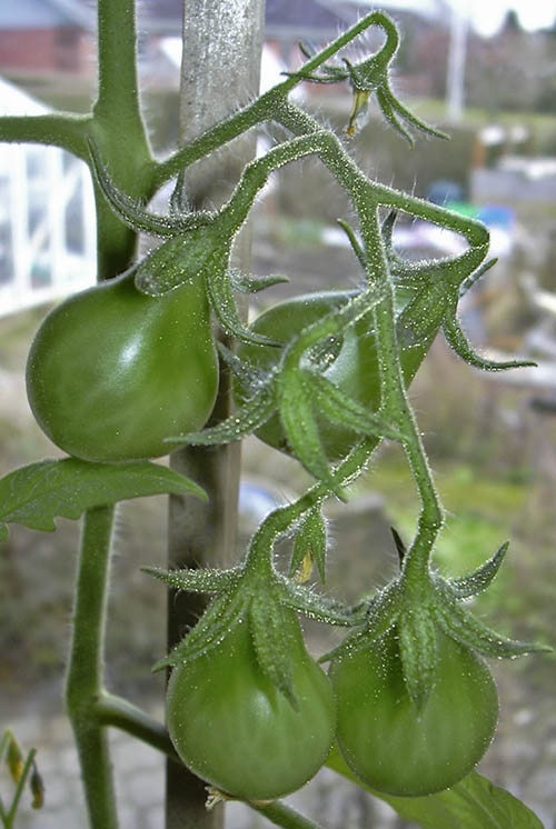 Tomater i vindueskarmen