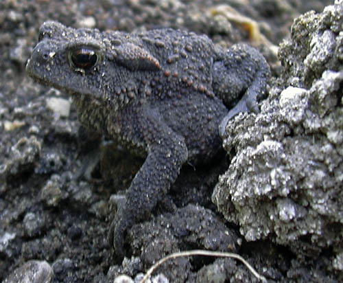 Skrubtudse, Bufo bufo