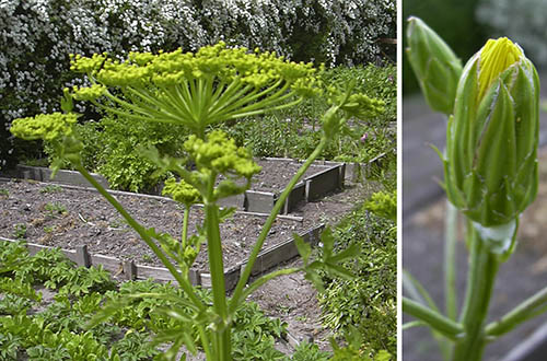 Pastinak og Skorzonerrod i blomst.