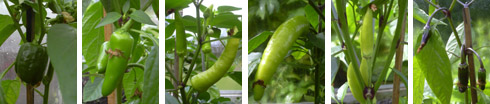 Diverse capsicum