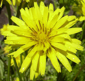 Blomst af skorzonerrod