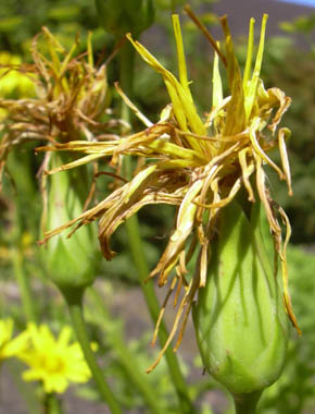Afblomstret skorzonerrod