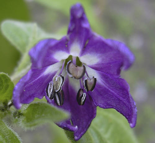 Rocoto Canario blomst