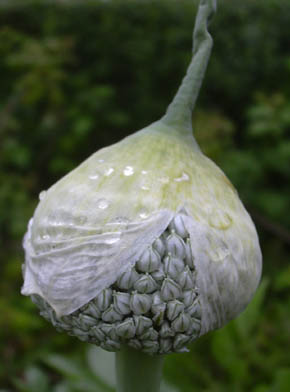 Porren blomsterstand