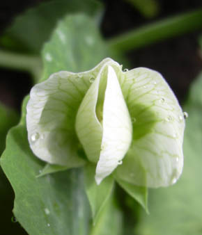Blomst af rt American Wonder