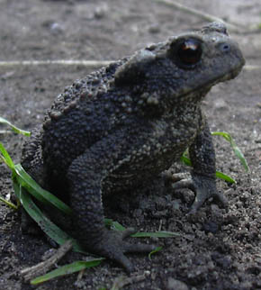 Skrubtudse, Bufo bufo