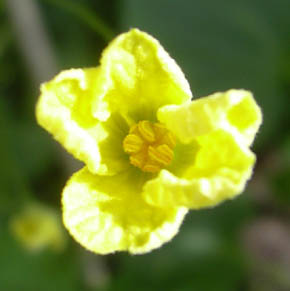 Hunblomst. Karela (Momordica charantia L.)