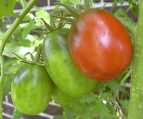 Tomat Black Plum Paste
