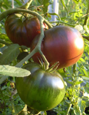 Tomat Black Krim