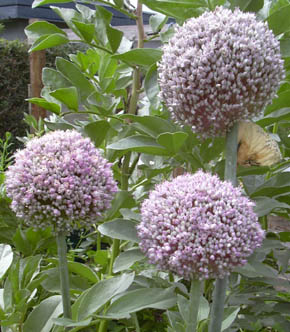 Porrer i blomst