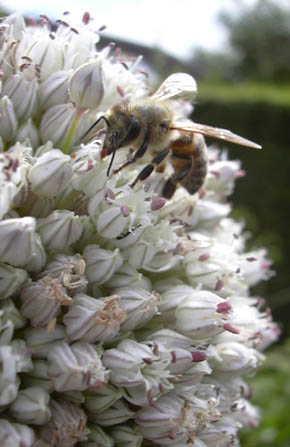 Bi i porreblomst