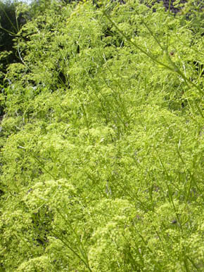 Rodpersille i blomst