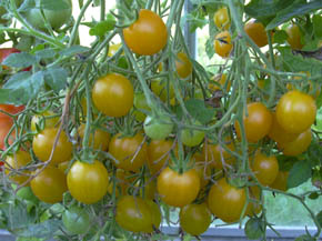 Cherrytomat Mirabell
