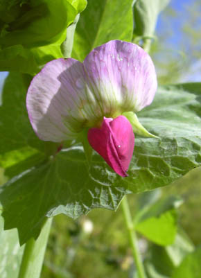 Markrt Carlin i blomst.
