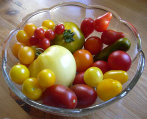 Et udvalg af tomater.
