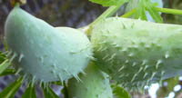 Achocha