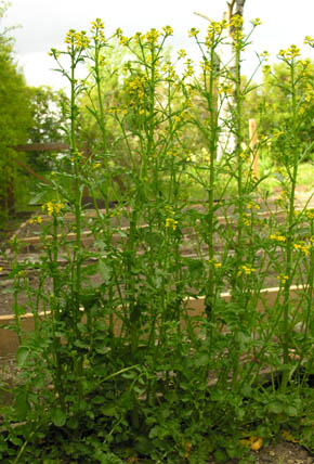 Vinterkarse i blomst