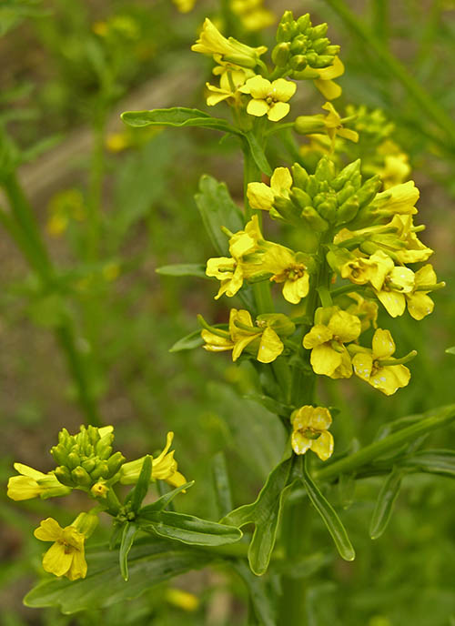 Vinterkarse blomster