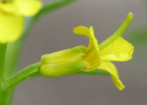 Vinterkarse blomst