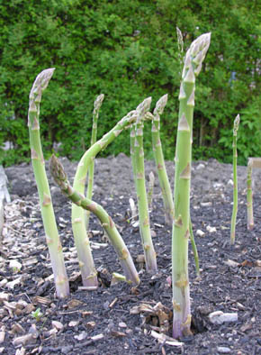 Grønne asparges