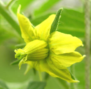 Tomat blomst