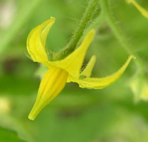 Tomat blomst