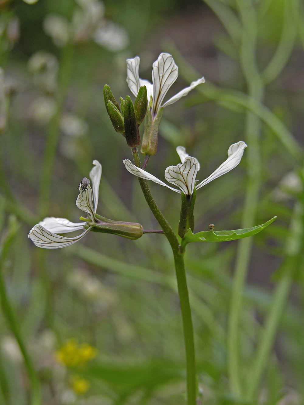 Rucola blomster