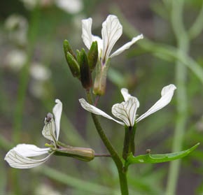 Rucola blomster