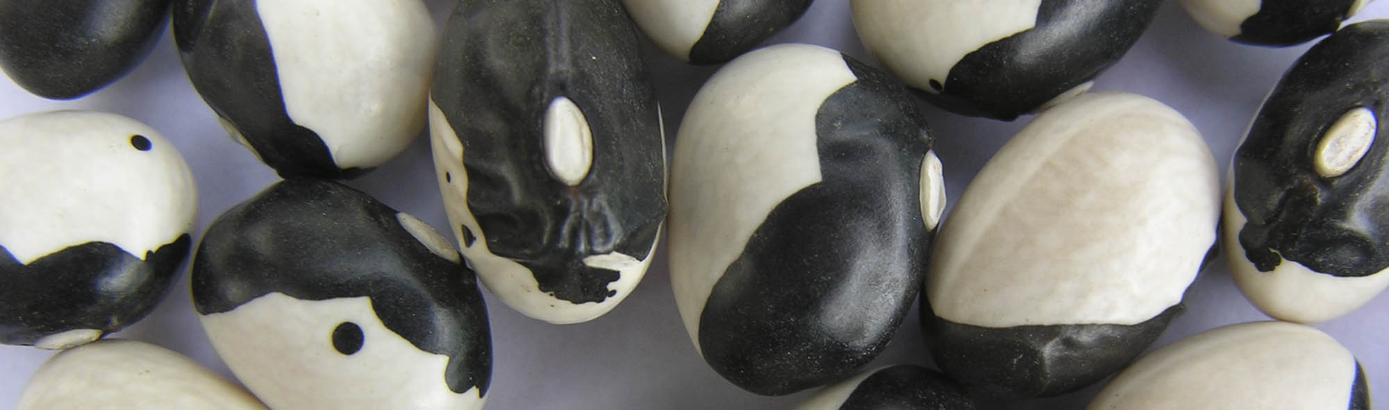 Bønne Yin Yang