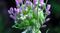 Babington porrelg. Babingtons Leek