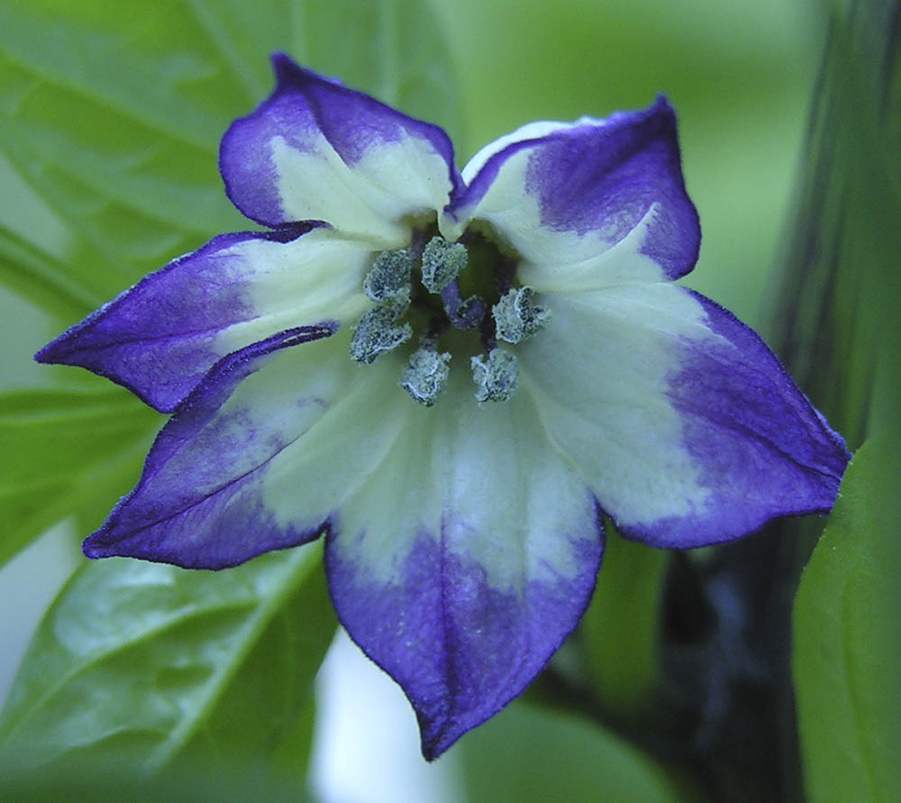 Purple Jalapao blomst