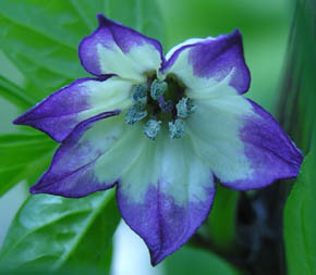 Purple Jalapao blomst