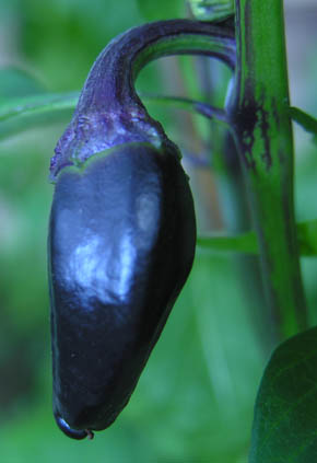 Chili Purple Jalapao