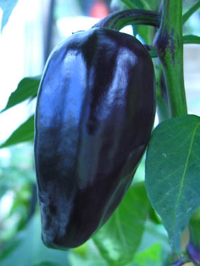 Chili Purple Jalapaño