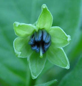 Tabasco blomst