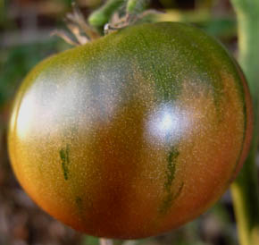Tomat Black Brandywine