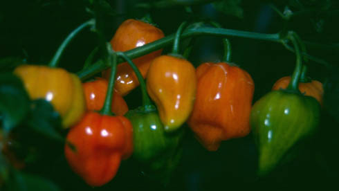 Habanero Orange