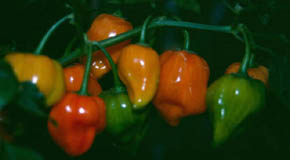 Chili Habañero Orange