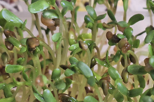 Ludernespirer i spirebakke