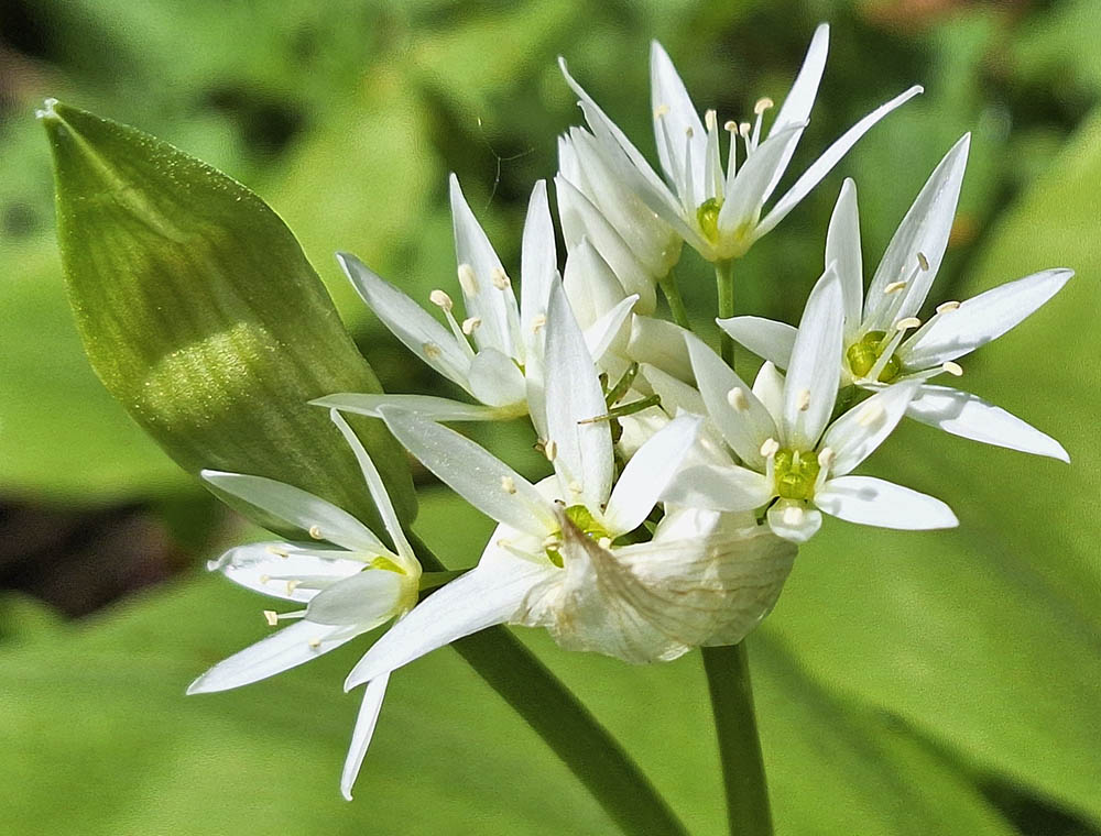 Ramslg blomster