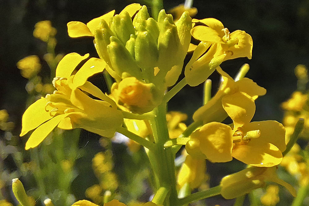 Langskulpet vinterkarse blomster