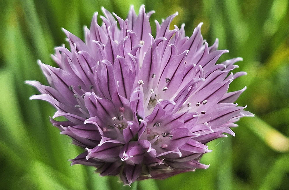 Purlg i blomst.