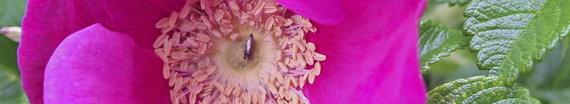 Rynket rose blomst
