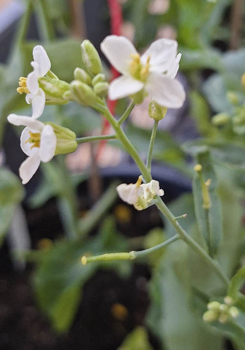 Raps med hvide blomster