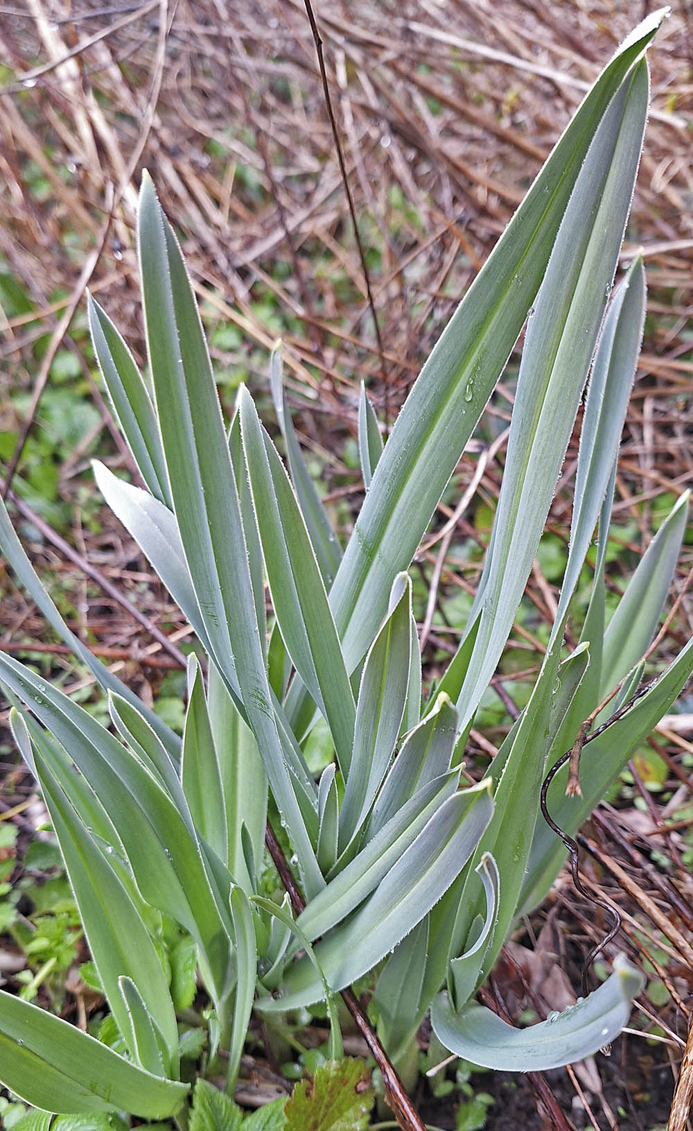 Babington porrel�g